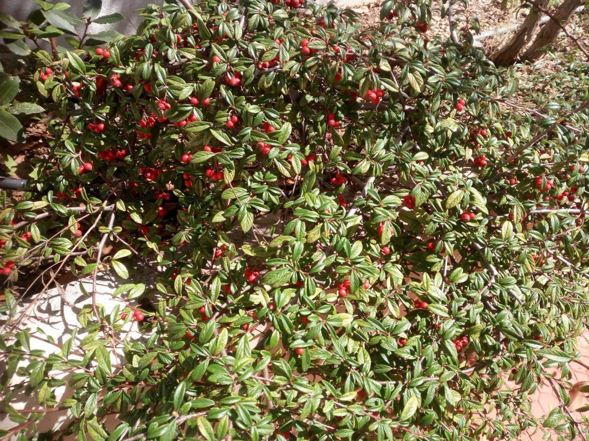 "Il Giardino Di Niu" Bed & Breakfast Palombaio ภายนอก รูปภาพ